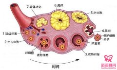 什么样的卵泡算是“优势卵泡”？